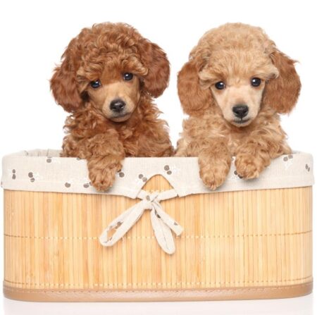 Toy poodle puppies in basket